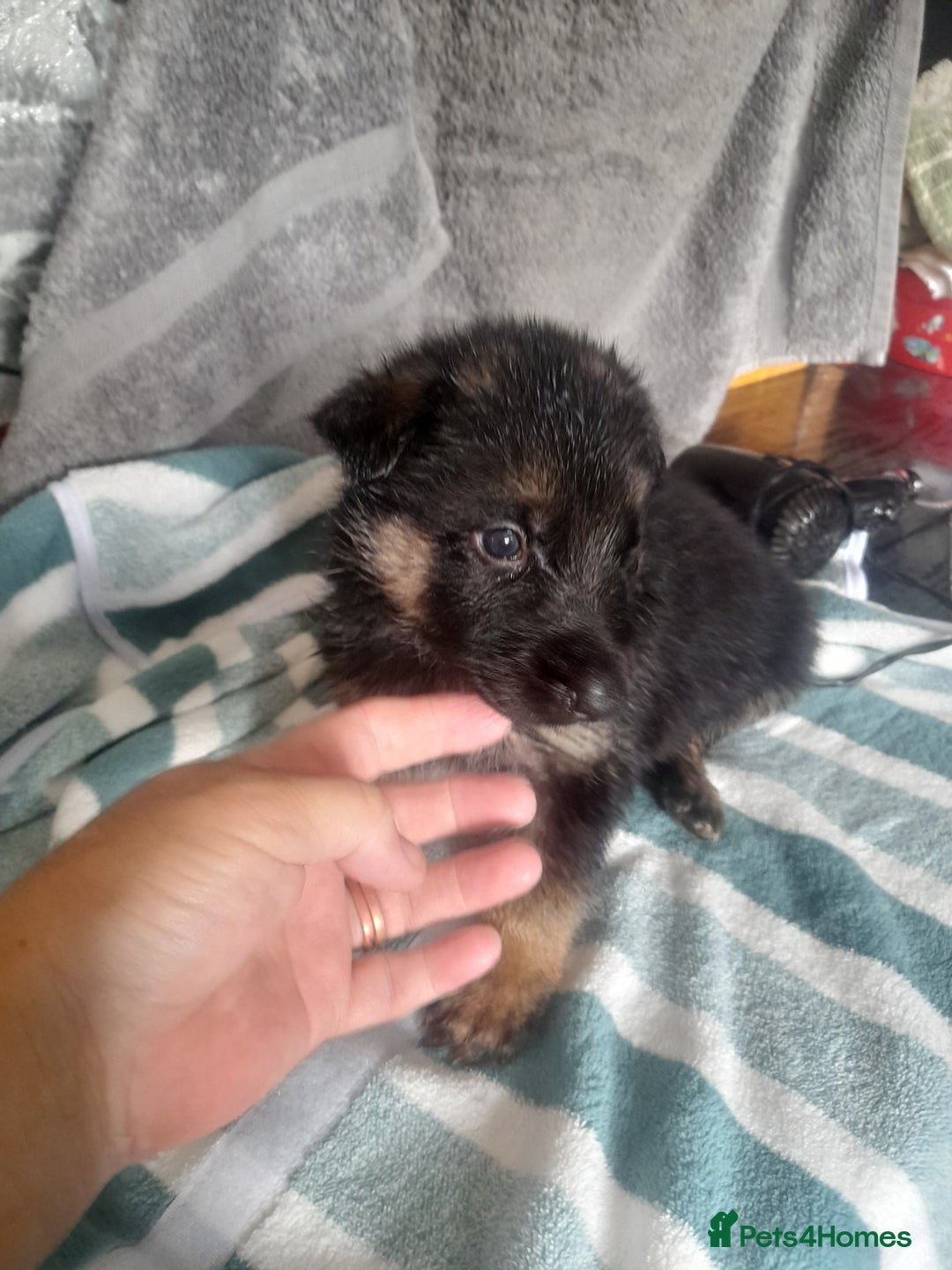 German Shepherd dogs for sale: Beautiful German shepherd pups - Image 6