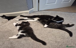 Mixed Breed cats for sale: Kittens for sale - Image 7