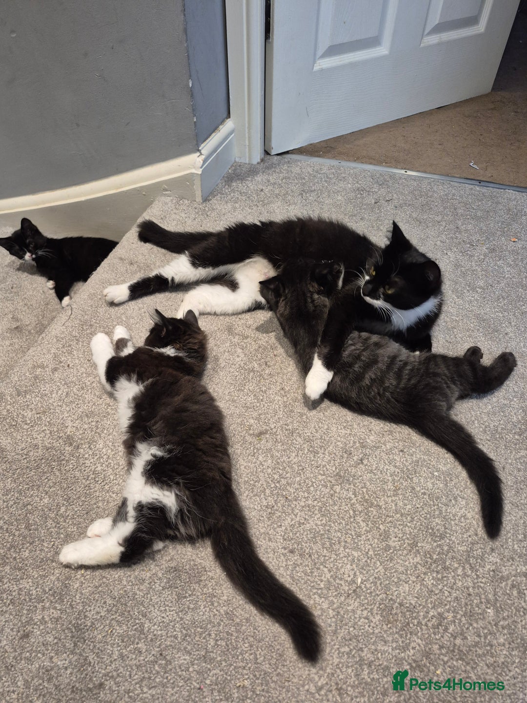 Mixed Breed cats for sale: Kittens for sale - Image 7