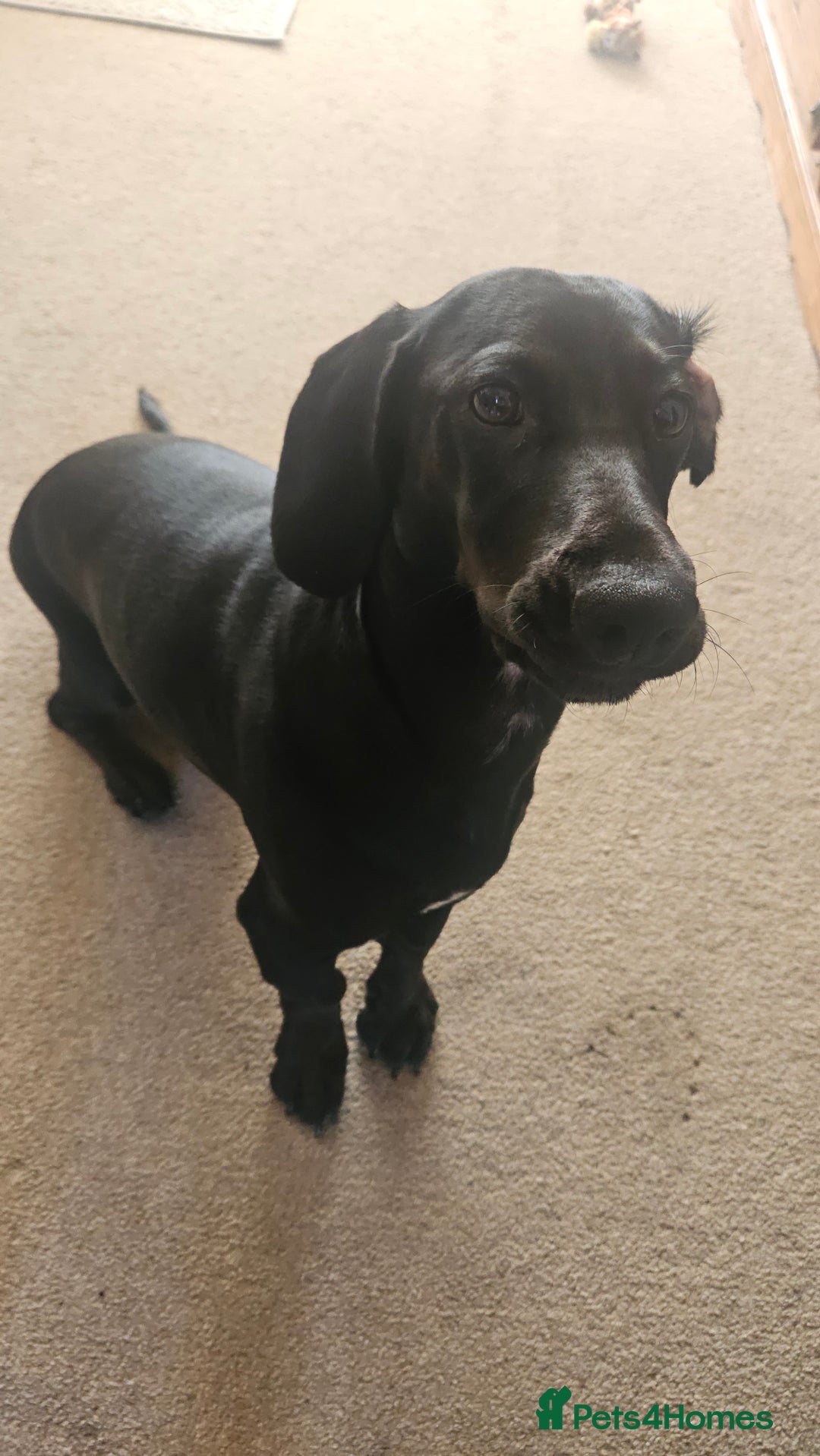 Mixed Breed dogs for sale: Meet Luna- your new best friend  - Image 2