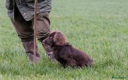 Sprocker dogs for sale: Working Sprocker puppies for sale - Image 5