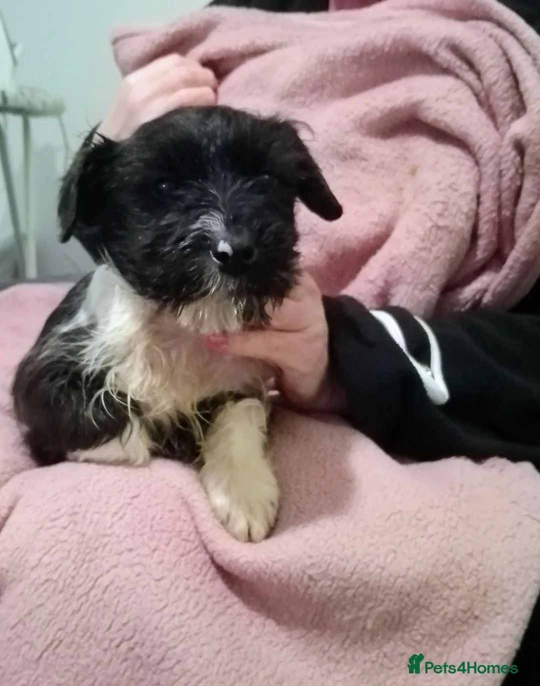 Mixed Breed dogs for sale: Jack Russell  in Exeter - Advert 2