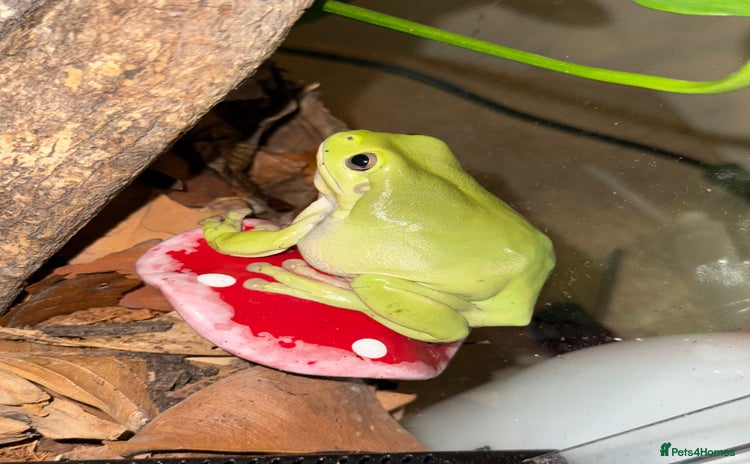 Frog reptiles - Advert 1