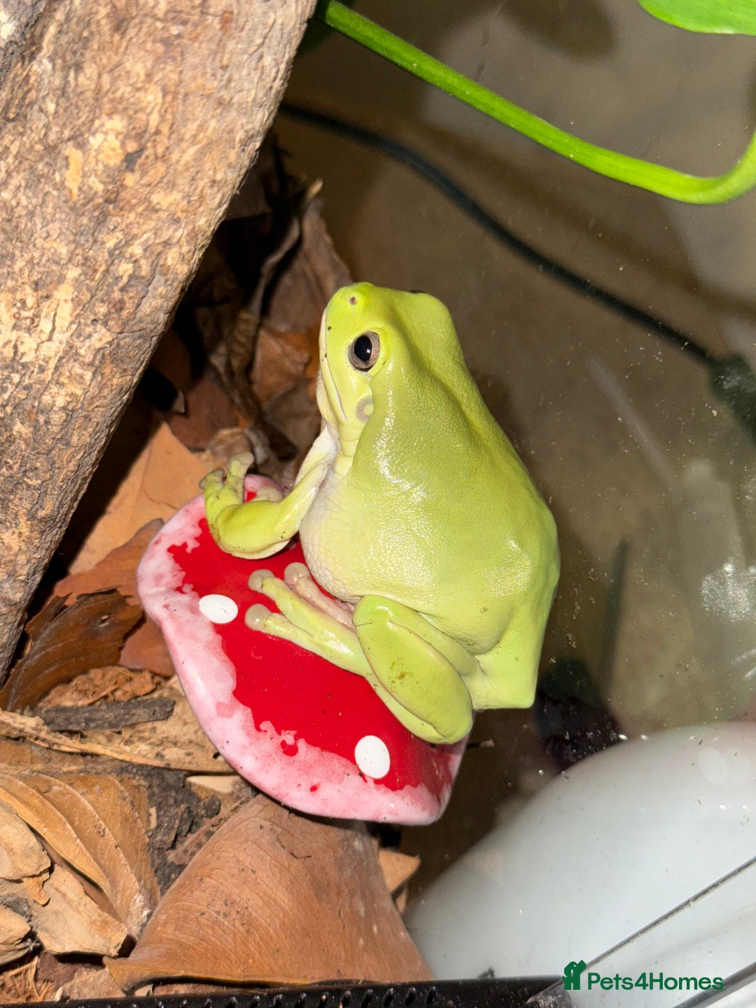 Frog reptiles for sale: Whites tree frogs with bioactive set up  - Image 1