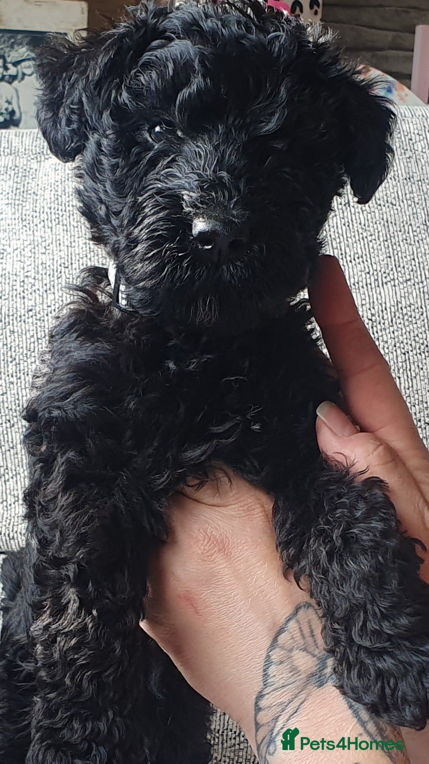 Kerry Blue Terrier dogs Kerry blue terrier puppies - Advert 1