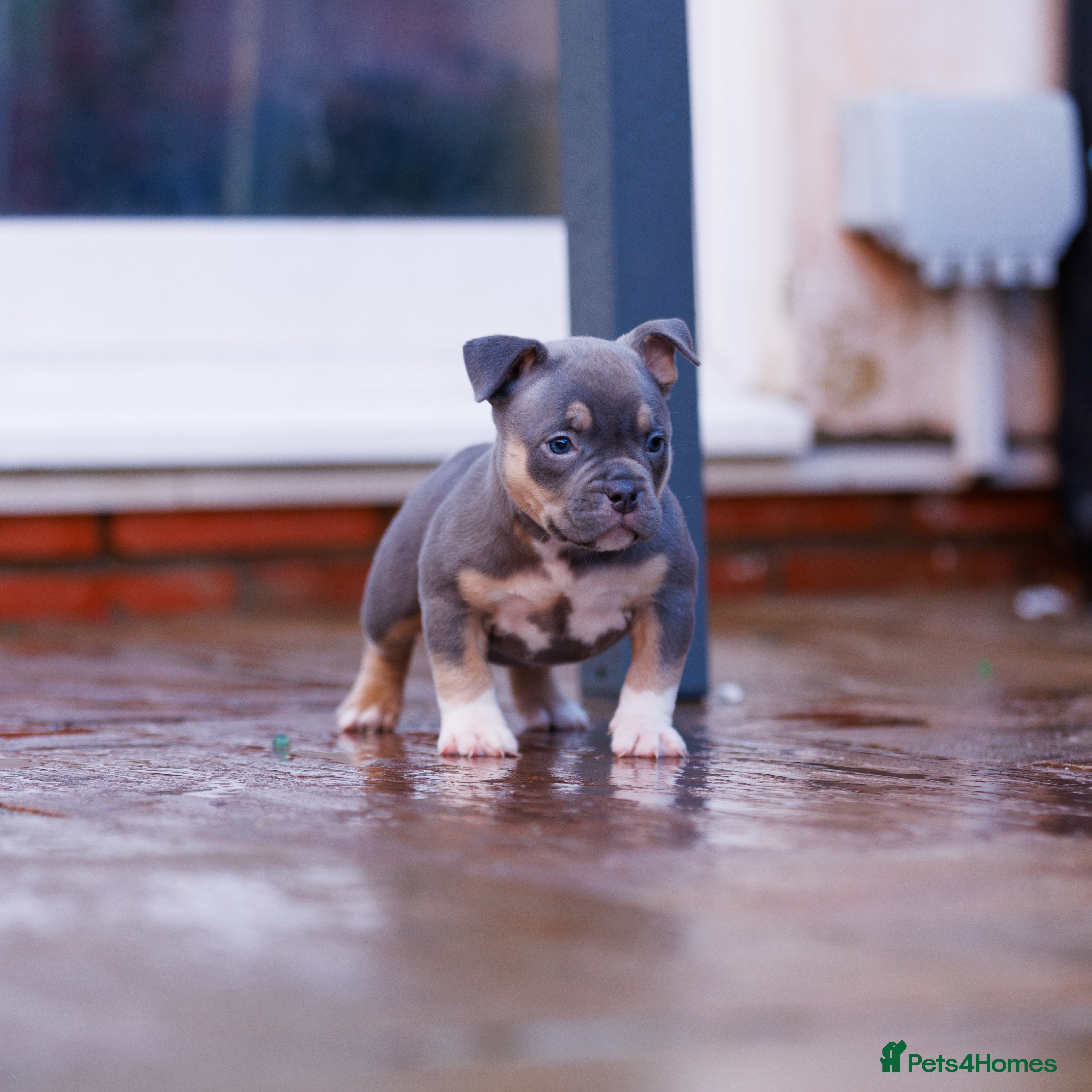 American Bully dogs Top Tier American Pocket Bullies for SALE!! - Advert 7