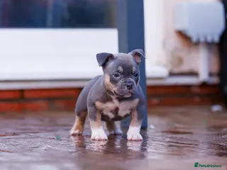 American Bully dogs Top Tier American Pocket Bullies for SALE!! - Advert 7