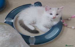 Ragdoll cats for sale: RAGDOLLS BOYS BICOLOUR VACCINATED MICROCHIPED  - Image 25