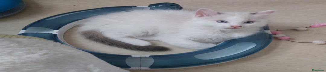 Ragdoll Kitten 4