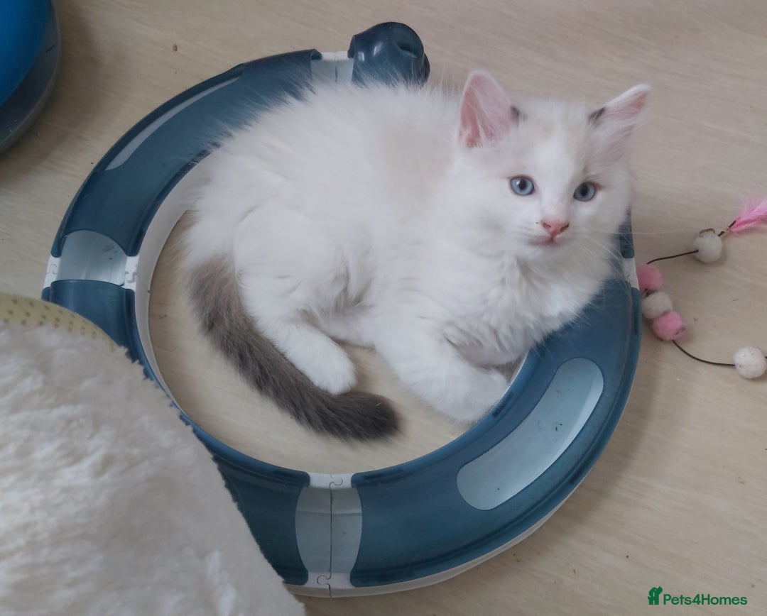 Ragdoll cats for sale: RAGDOLLS BOYS BICOLOUR VACCINATED MICROCHIPED  - Image 25