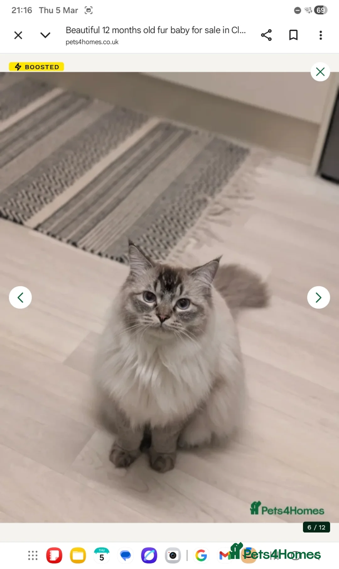 Ragdoll cats for sale: Beautiful 1 year old Ragdoll male  - Advert 2