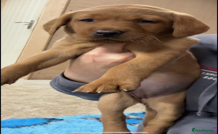 Labrador Retriever dogs - Advert 8