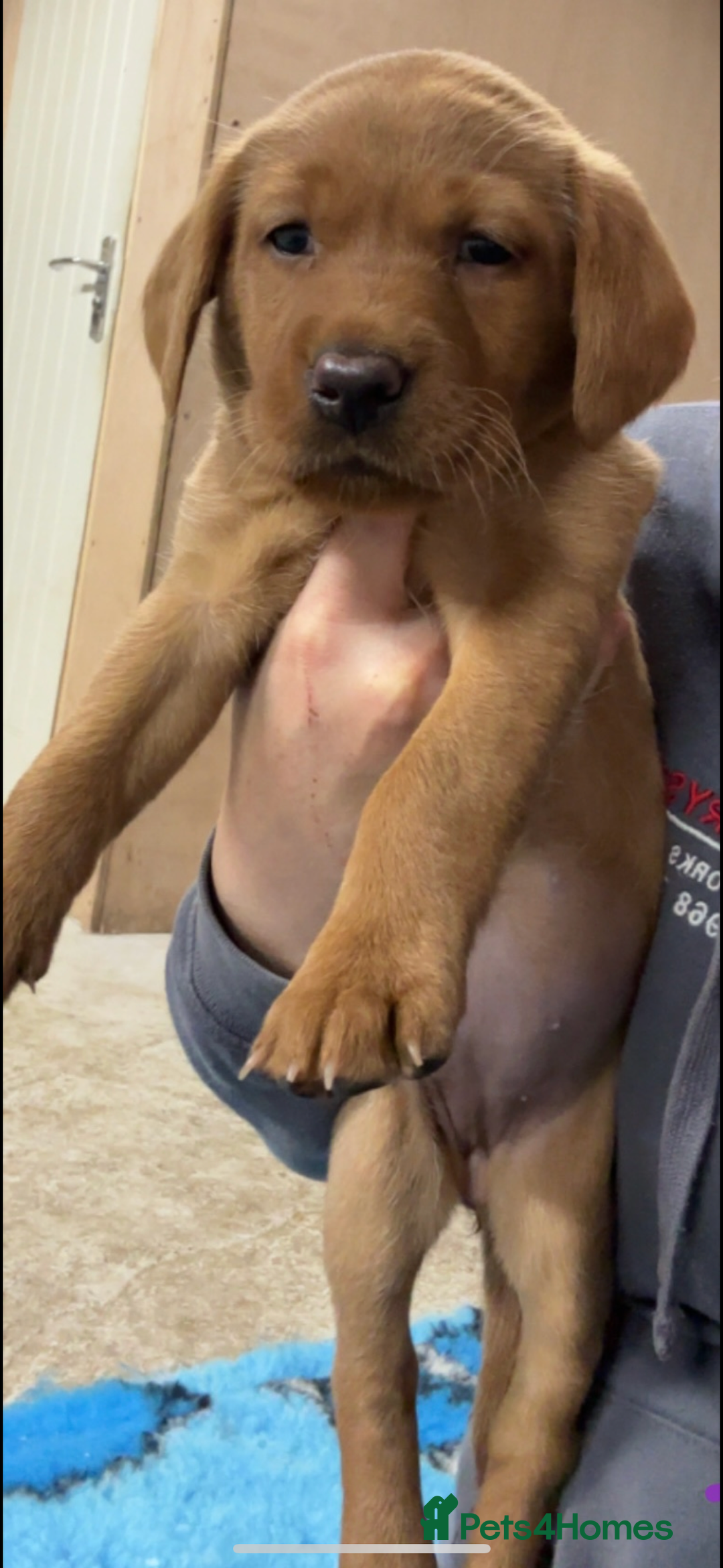 Labrador Retriever dogs for sale: KC reg health tested lab pups  - Image 7