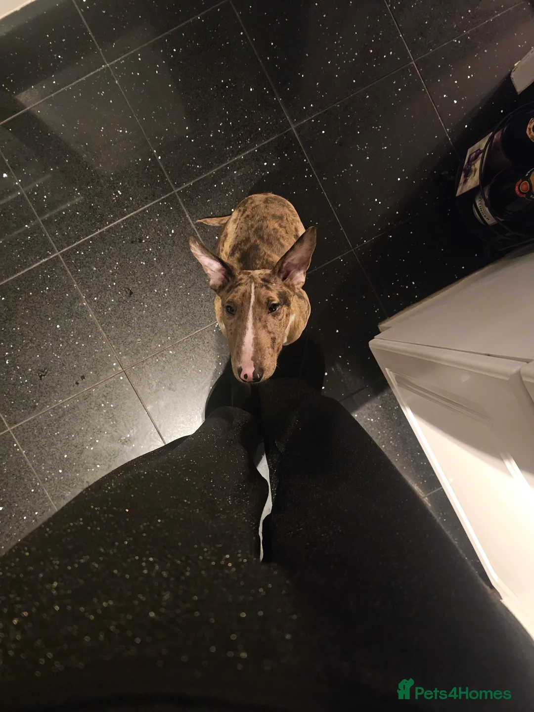 Miniature Bull terrier dogs for sale: Merle miniature english bull terrier  - Advert 11