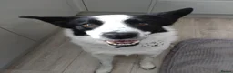 Border Collie dogs for sale: Beloved Border Collie  - Advert 2