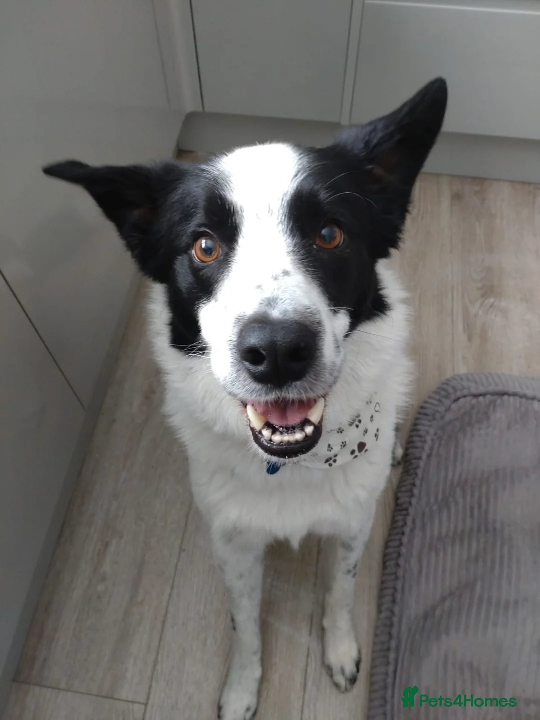 Border Collie dogs for sale: Beloved Border Collie  - Advert 2