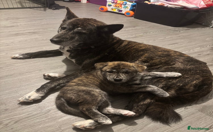 Huskita dogs - Advert 7