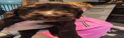 Cocker Spaniel dogs for sale: Chocolate Cocker spaniel pups in Castleford - Advert 12