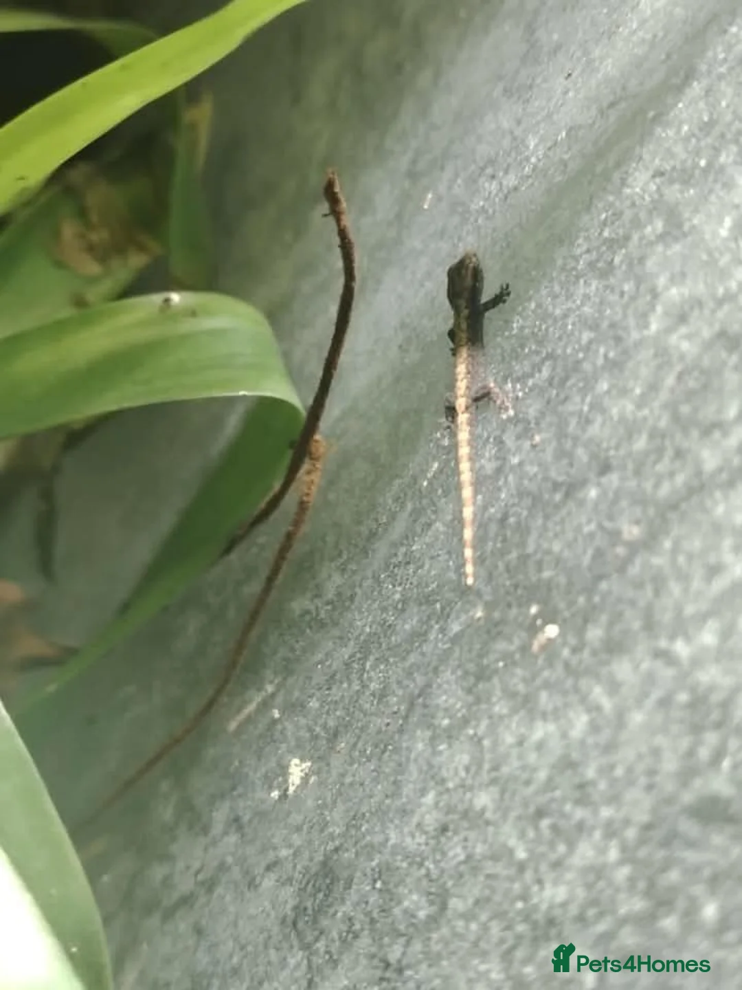 Gecko reptiles for sale: Mourning geckos. - Advert 38