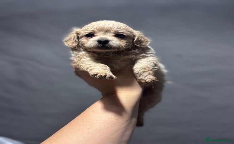 Chipoo dogs - Advert 2