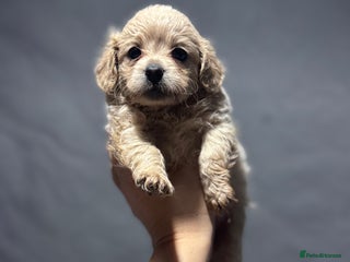 Chipoo dogs 2 gorgeous puppies remaining- can hold back - Advert 2