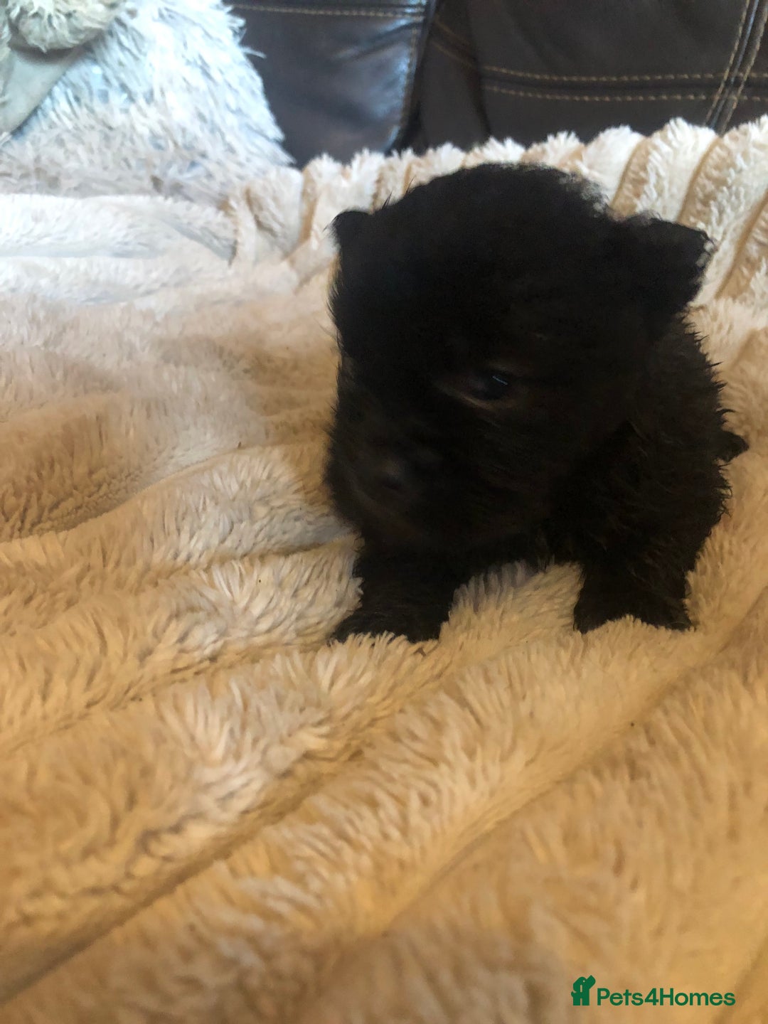 Shih Tzu dogs for sale: 6 Shih tzu puppies boys and girls avalible  - Advert 2