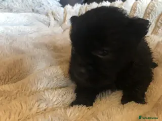 Shih Tzu dogs 6 Shih tzu puppies 2BOYS LEFT - Advert 4