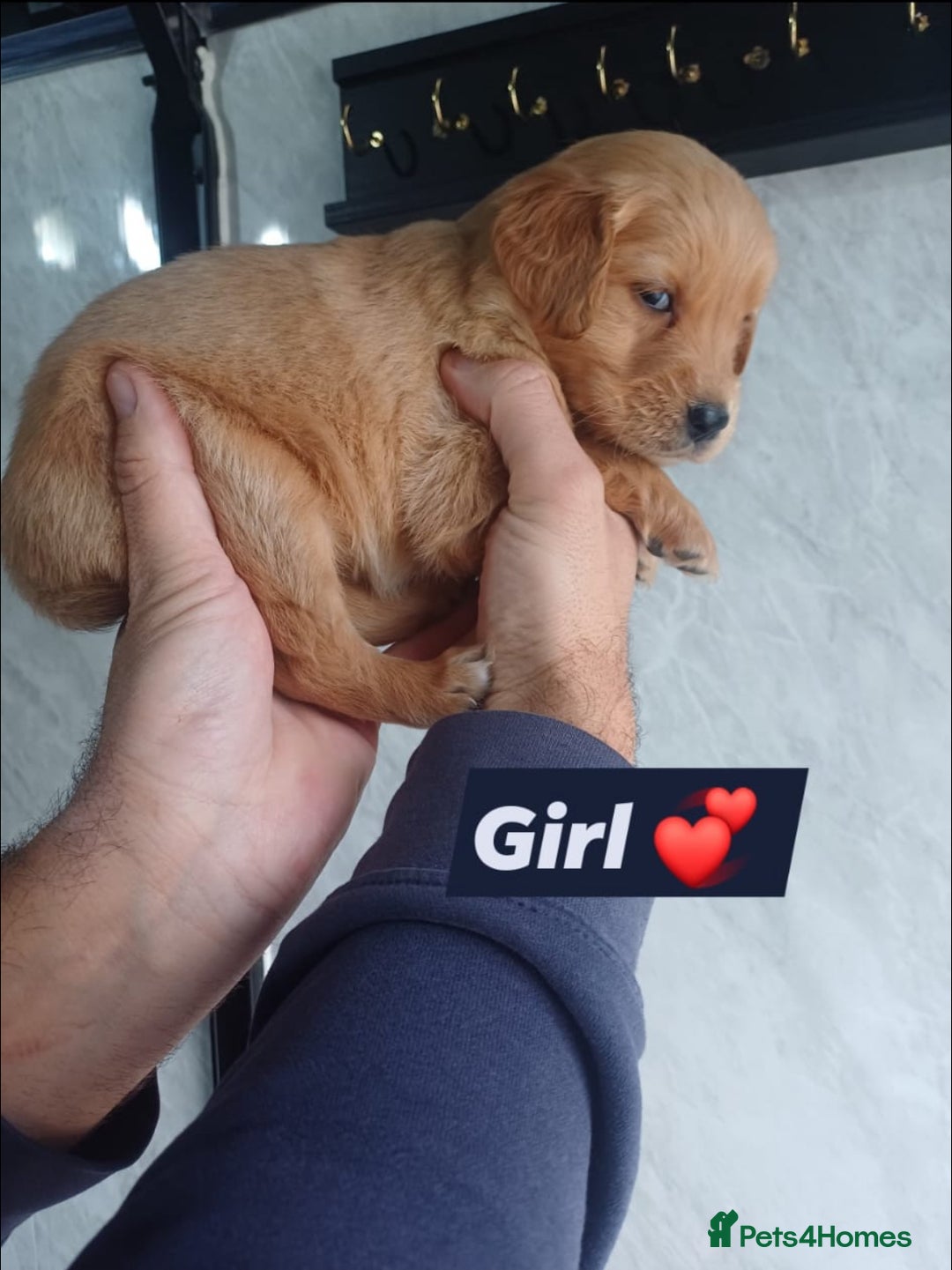 Labrador Retriever dogs for sale: READY TO LEAVE NOW KC registered golden retrievers - Advert 11