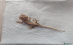 Gecko reptiles for sale: Lily White Crested Gecko - Image 4