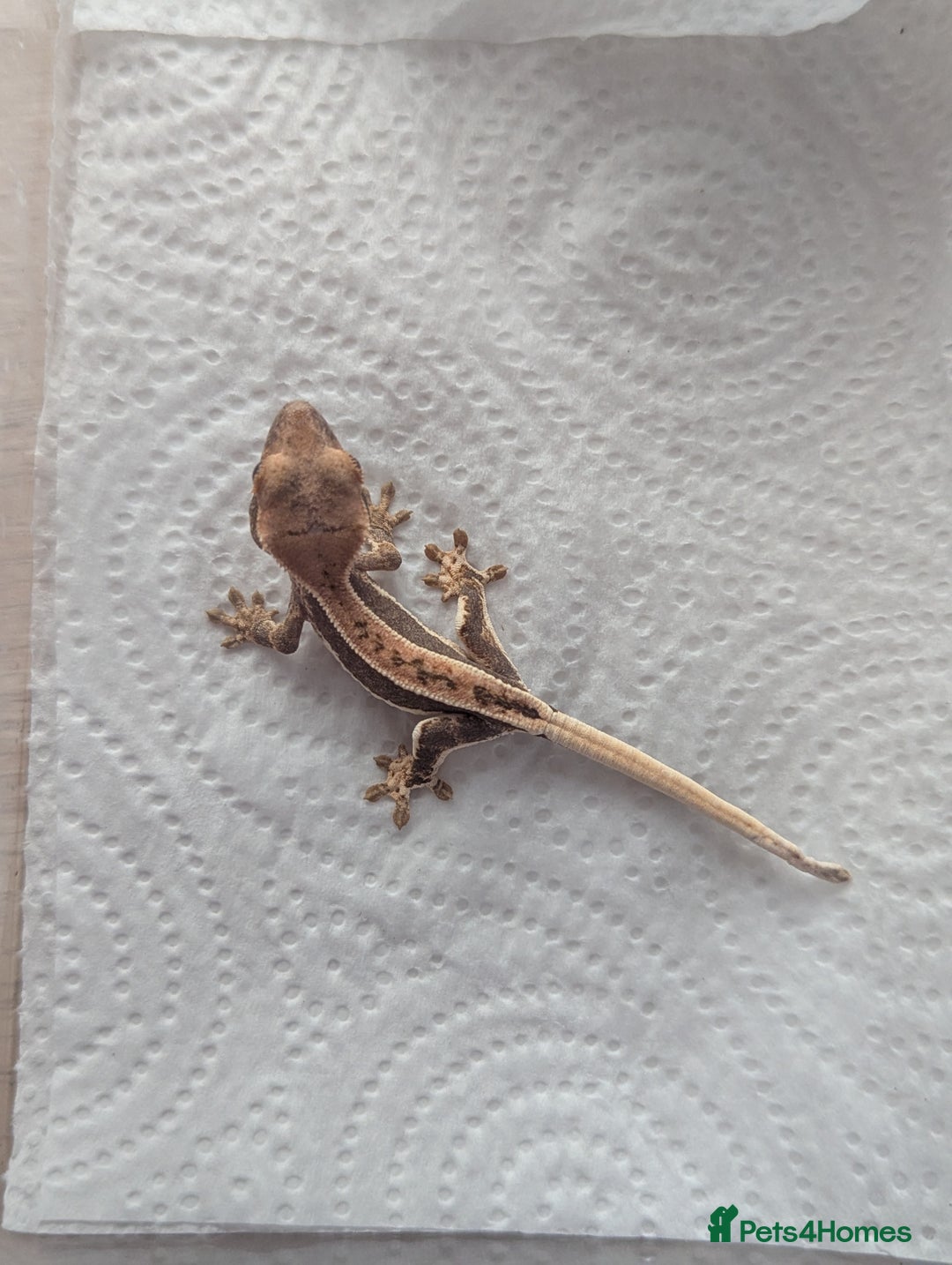 Gecko reptiles for sale: Lily White Crested Gecko - Image 4