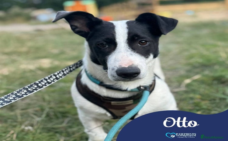 Mixed Breed dogs - Advert 3