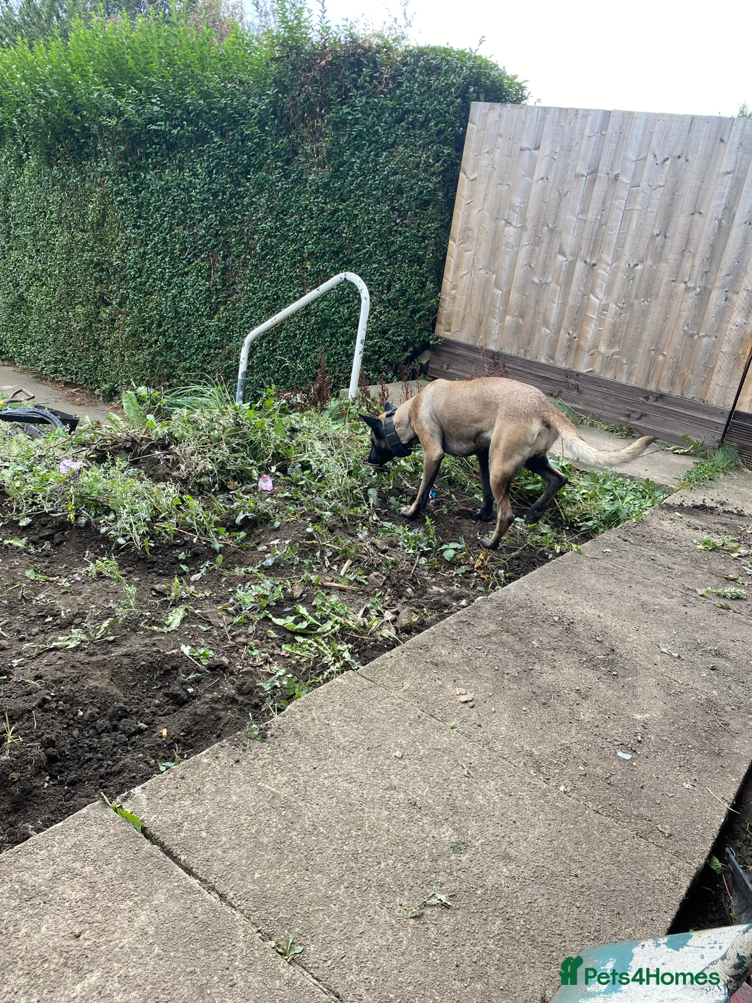 Belgian Shepherd Dog dogs for sale: Belgian malinios  - Advert 5