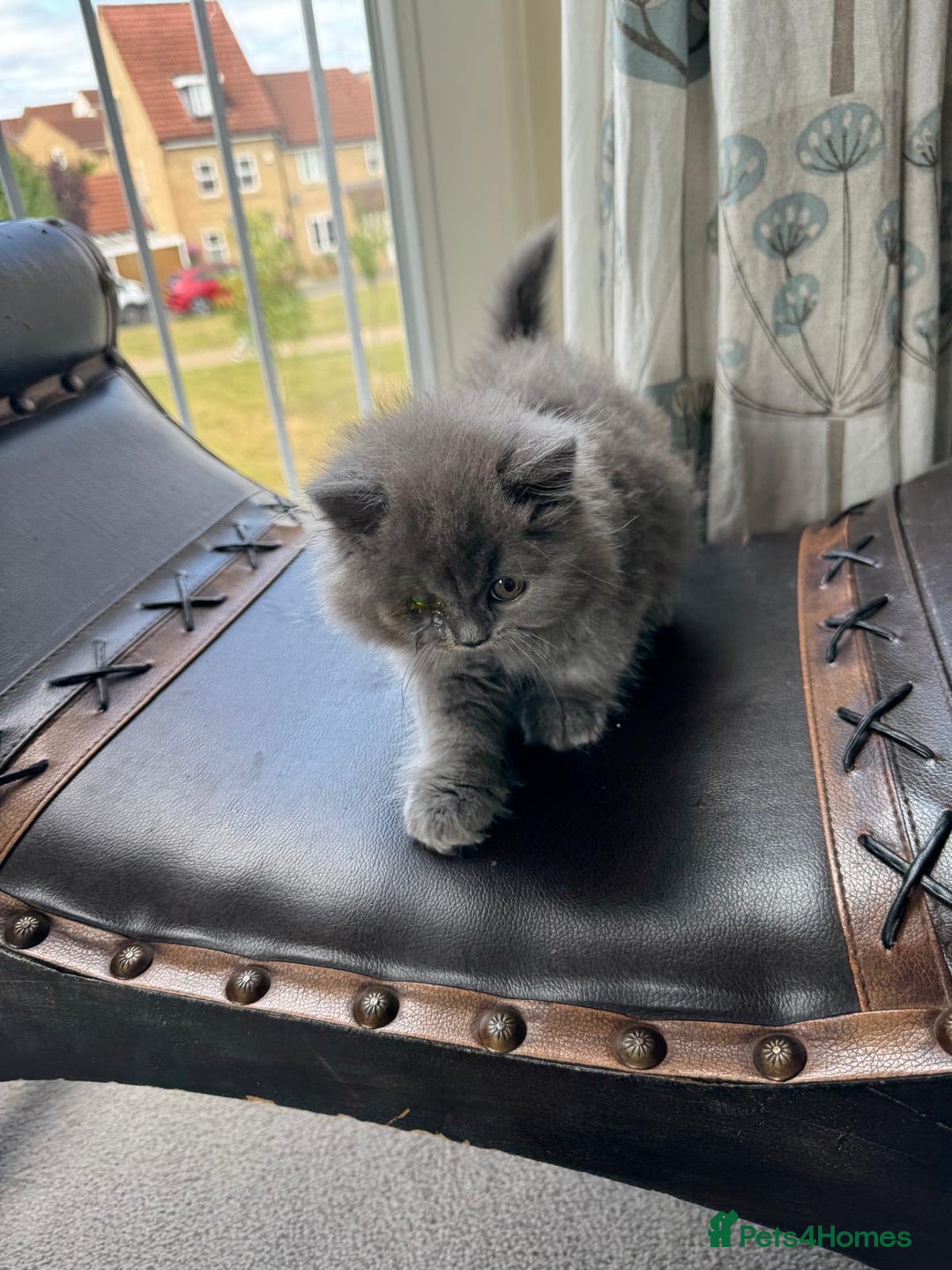British Longhair cats for sale: British long hair - Image 4