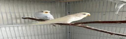 Budgerigars birds for sale: Young budgies for sale - Advert 15