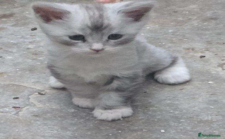 Maine Coon cats - Advert 12