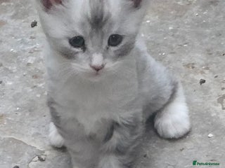 Maine Coon cats Giant maine coon kittens for sale - Advert 13