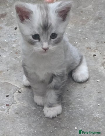 Maine Coon cats - Advert 12