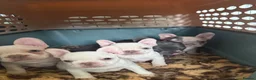 French Bulldog dogs for sale: Highly Health tested French Bulldog Puppies - Advert 3