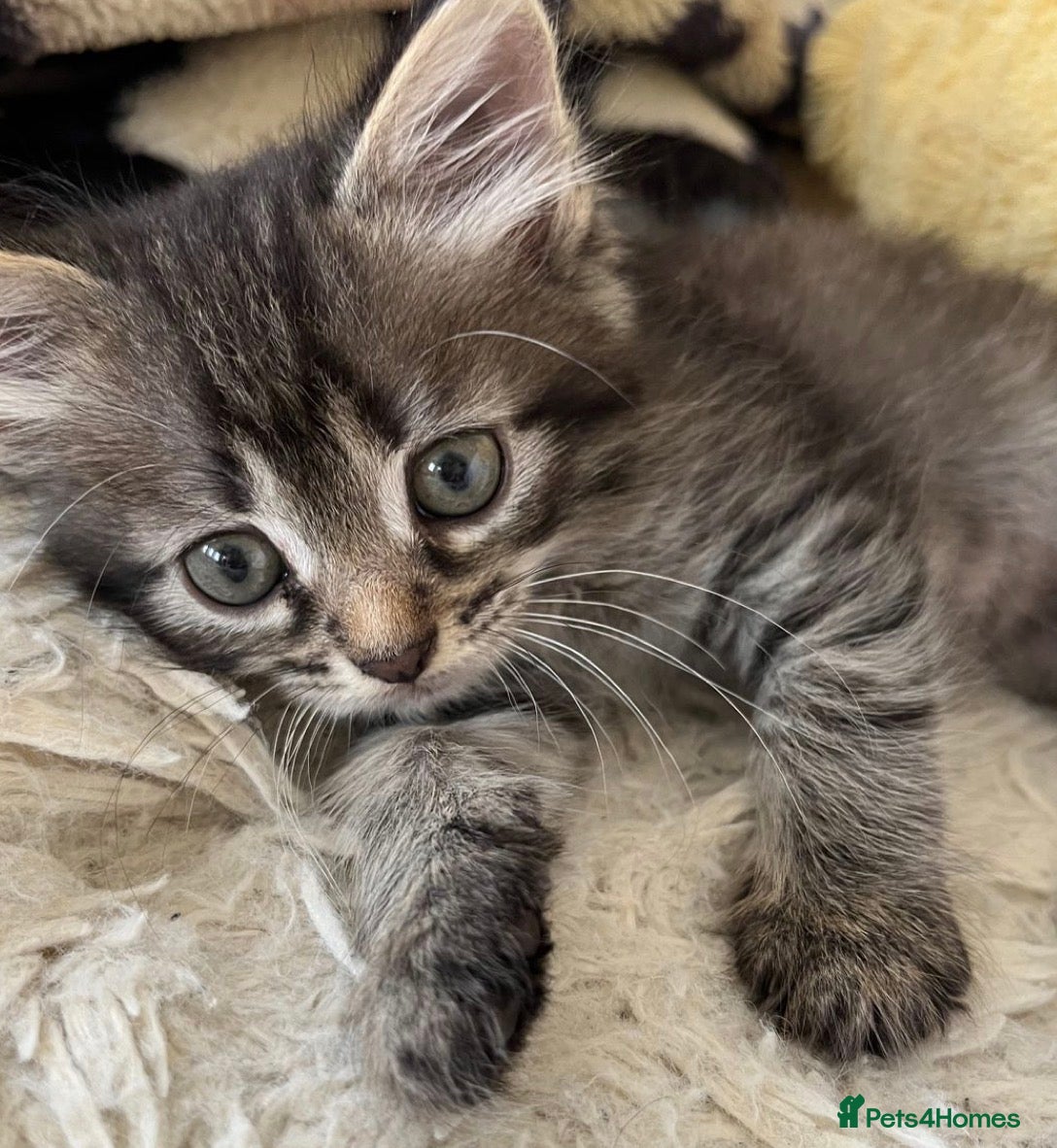 Mixed Breed cats Fluffy tabby  kitten  - Advert 2