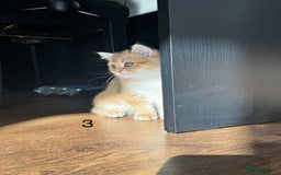 Scottish Fold cats for sale: ✨ Gorgeous Playful Kittens Ready Now ✨ - Image 3