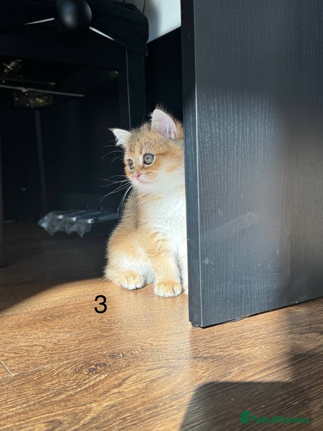 Scottish Fold cats for sale: ✨ Gorgeous Playful Kittens Ready Now ✨ - Image 3