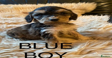 Cockapoo dogs - Advert 2