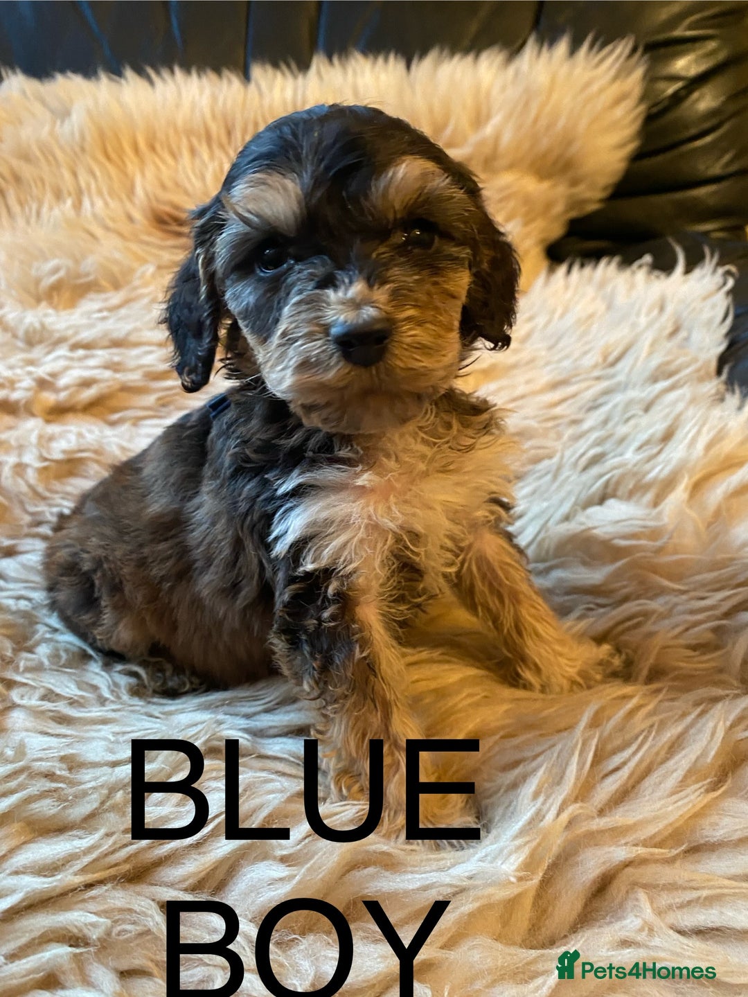 Cockapoo dogs for sale: F1 SABLE COCKAPOOS. - Image 3