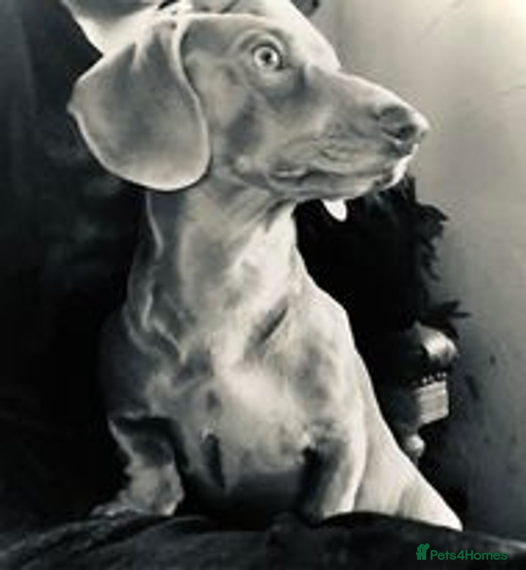 Miniature Dachshund dogs for stud: KCReg PRA,OI,DM Clear COI 0.0% Miniature Dachshund in Gunnislake - Advert 5