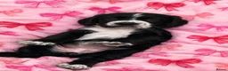 Sprocker dogs for sale: 3 beautiful Sprocker pups - Advert 6