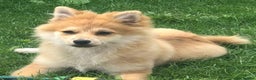 Pomeranian dogs for sale: Energetic Pomeranian - Advert 4