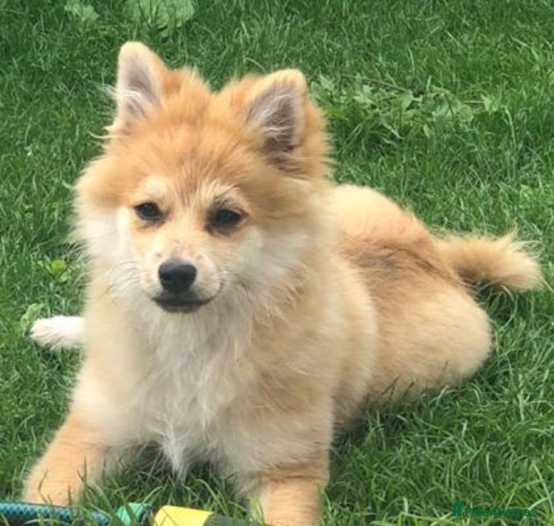 Pomeranian dogs for sale: Energetic Pomeranian - Advert 4