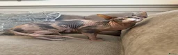 Sphynx cats for sale: Ready to leave now pink blue eyes Sphynx  - Advert 2