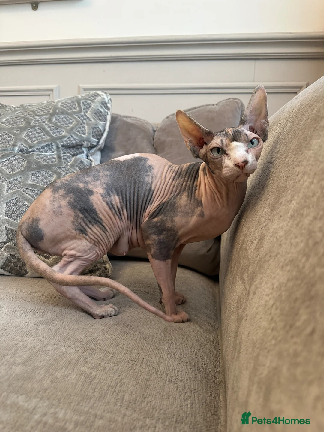 Sphynx cats for sale: Ready to leave now pink blue eyes Sphynx  - Advert 2