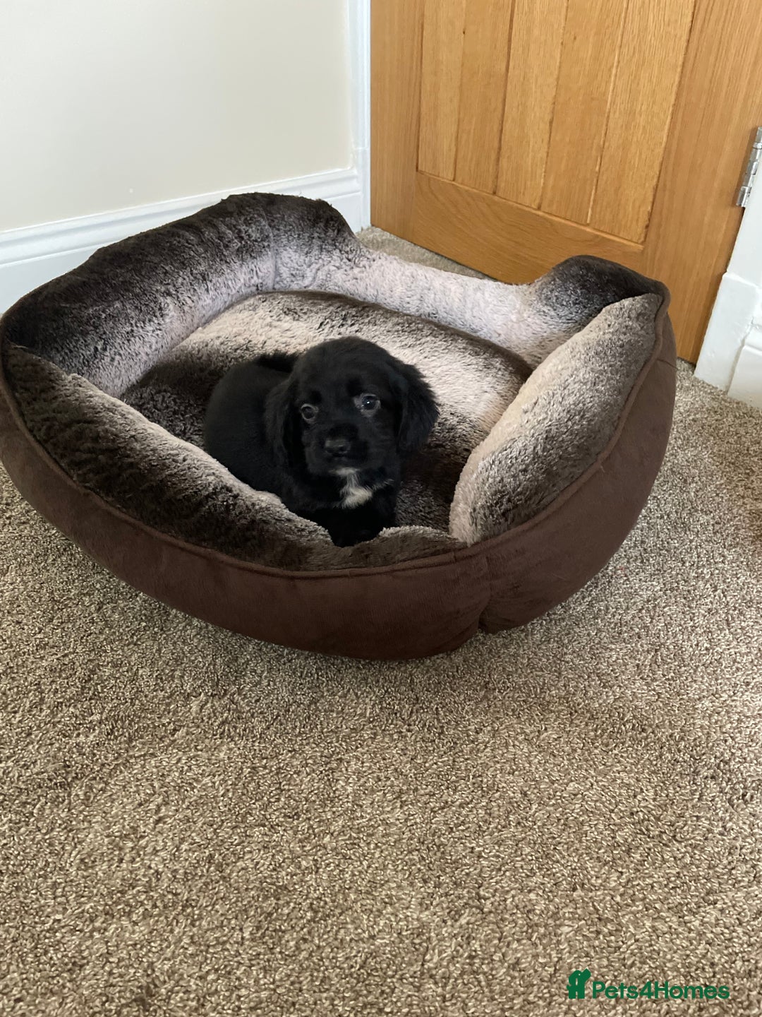 Cocker Spaniel dogs for sale: Cocker spaniel puppies  - Image 1